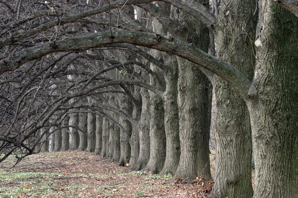 Trees long island